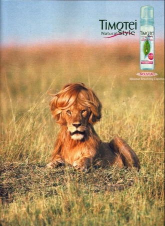 Medium timotei-lion.3.jpg