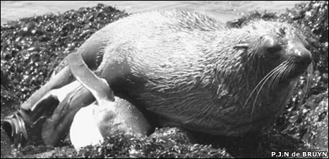 Fichier:44620484 seal debruyn 466.jpg