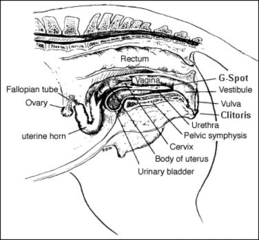 Fichier:Appareil genital jument.gif