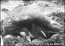 Fichier:44620483 seal debruyn 226.jpg