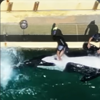 2025-09-01 Masturbation keijo Marineland Antibes.png