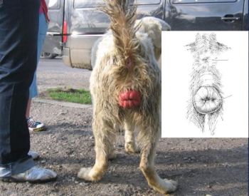 Chienne violee contre expertise.jpg