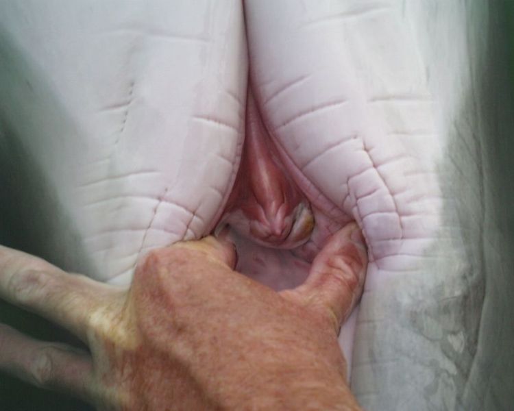 Fichier:Appareil genital dauphin femme.jpg