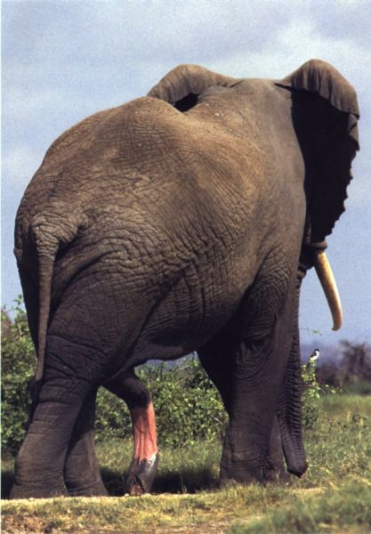 Fichier:Elephant.jpg