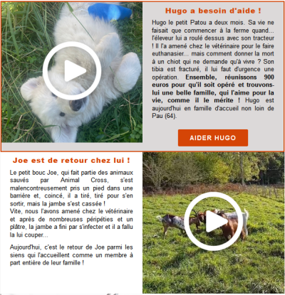 2023-10-24 newsletter animalcross.png